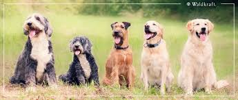 Naturprodukte für Tiere